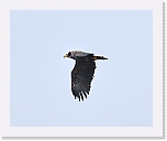kotka White-tailed eagle 203 * 800 x 657 * (212KB)